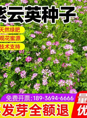 紫云英草种籽红花草子养蜂蜜源果园种植固氮绿肥种子四季牧草种孑