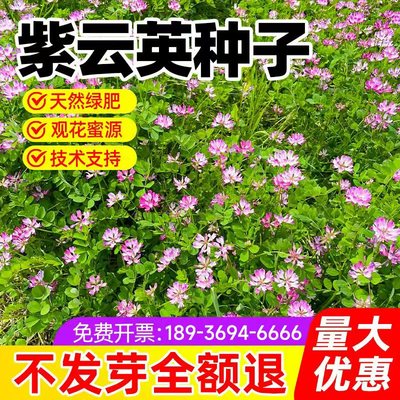 紫云英草种籽红花草子养蜂蜜源果园种植固氮绿肥种子四季牧草种孑
