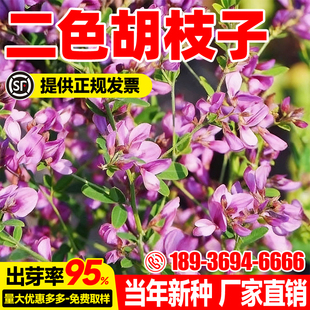 二色胡枝子种子护坡灌木美丽胡枝子花卉林木截叶胡枝子耐旱优质种