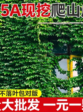 爬山虎爬藤植物四季常青不落叶树苗庭院爬藤苗爬墙虎绿植物种子籽