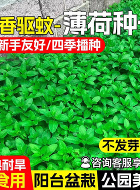 可食用薄荷种籽子盆栽猫薄荷种子阳台植物蔬菜种孑四季种植花种子