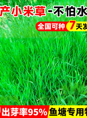 小米草种子四季高产牧草种籽畜牧养殖鱼虾蟹耐涝耐淹鱼塘水草草籽