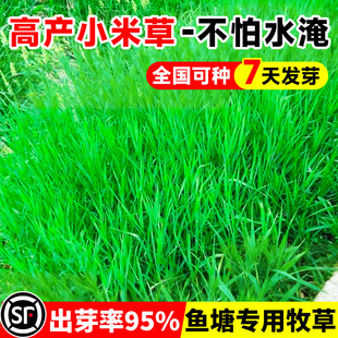 小米草种子四季高产牧草种籽畜牧养殖鱼虾蟹耐涝耐淹鱼塘水草草籽