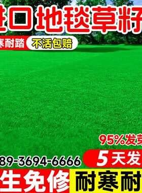 高尔夫地毯草种籽四季长青免修剪耐践踏高档草坪草籽矮生草皮种子