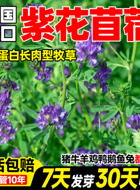 紫花苜蓿草种子苜蓿草籽种木须四季耐寒喂鸡鸭鹅猪牛羊兔子草种籽