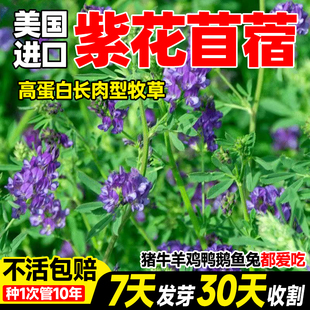 紫花苜蓿草种子苜蓿草籽种木须四季耐寒喂鸡鸭鹅猪牛羊兔子草种籽