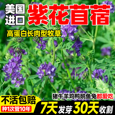 紫花苜蓿草种子苜蓿草籽种木须四季耐寒喂鸡鸭鹅猪牛羊兔子草种籽