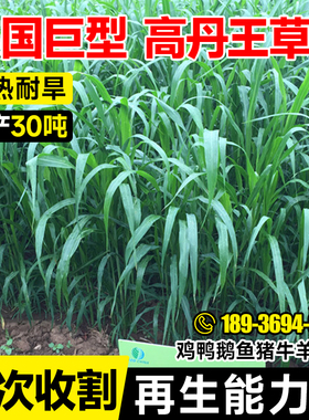 高丹草种子高丹王苏丹草四季高产草籽养殖猪牛羊兔鱼草牧草种籽孑