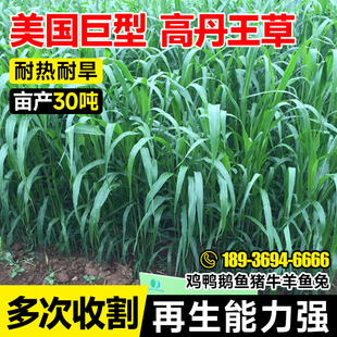 高丹草种子高丹王苏丹草四季高产草籽养殖猪牛羊兔鱼草牧草种籽孑