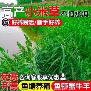 小米草种子四季高产鱼塘养殖鱼虾蟹喜食牧草种籽耐水淹水椑草草籽
