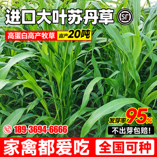 多年生牧草种籽高丹王草种籽苏丹草草籽鸭鹅牛羊鱼草种籽四季高产