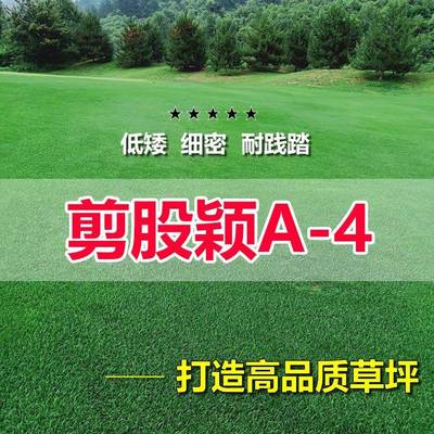 剪股颖a4本特草坪草籽庭院别墅四季常青矮生草皮种子少修剪耐踩踏