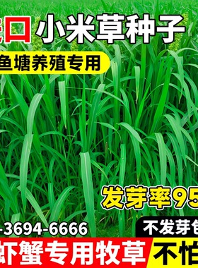 小米草种子养殖水草鱼虾蟹牧草种籽高蛋白水草专用喂鱼草籽四季青