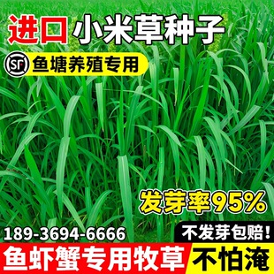 小米草种子养殖水草鱼虾蟹牧草种籽高蛋白水草专用喂鱼草籽四季青