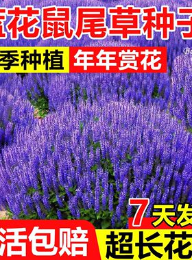 多年生鼠尾草种子蓝色蓝天鼠尾草种子蓝花鼠尾草四季景观花卉