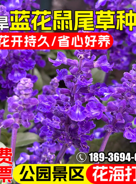 多年生鼠尾草种子蓝色蓝天鼠尾草种子蓝花鼠尾草四季景观花卉