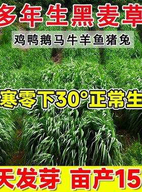 进口多年生黑麦草草籽牧草种子四季鱼草籽净种喂猪牛羊四倍体高产