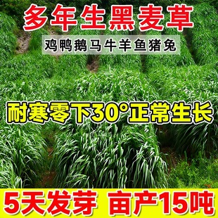 进口多年生黑麦草草籽牧草种子四季鱼草籽净种喂猪牛羊四倍体高产