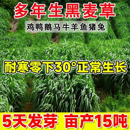进口多年生黑麦草草籽牧草种子四季鱼草籽净种喂猪牛羊四倍体高产
