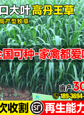 进口高产高丹王草牧草种子四季苏丹草种籽养殖喂猪牛羊鸭鹅鱼草籽