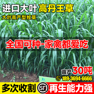 进口高产高丹王草牧草种子四季苏丹草种籽养殖喂猪牛羊鸭鹅鱼草籽