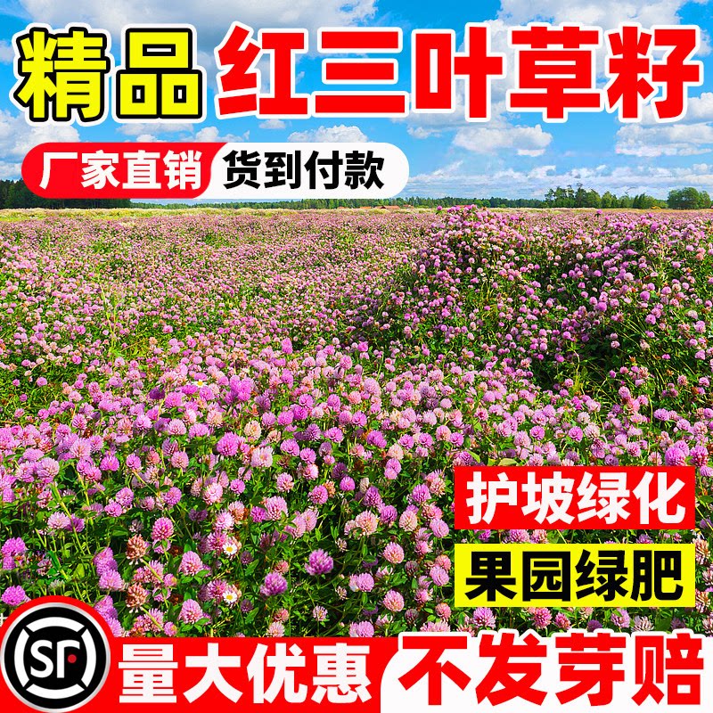 三叶草种子红白三叶草种籽幸运草炸酱草四季常青耐寒绿化草坪草籽