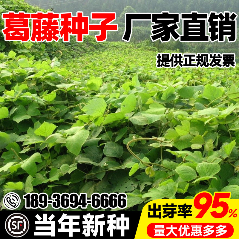 葛藤种子护坡固土速生草籽荒山工程生态修复耐盐碱多年生爬藤种籽,鲜花速递/花卉仿真/绿植园艺,家庭园艺种子,淘宝优惠券,粉丝福利购,淘宝优惠卷