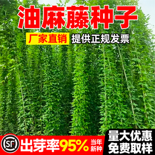 油麻藤种籽护坡固土多年生草籽生态复绿边坡复绿耐寒耐旱爬藤种子