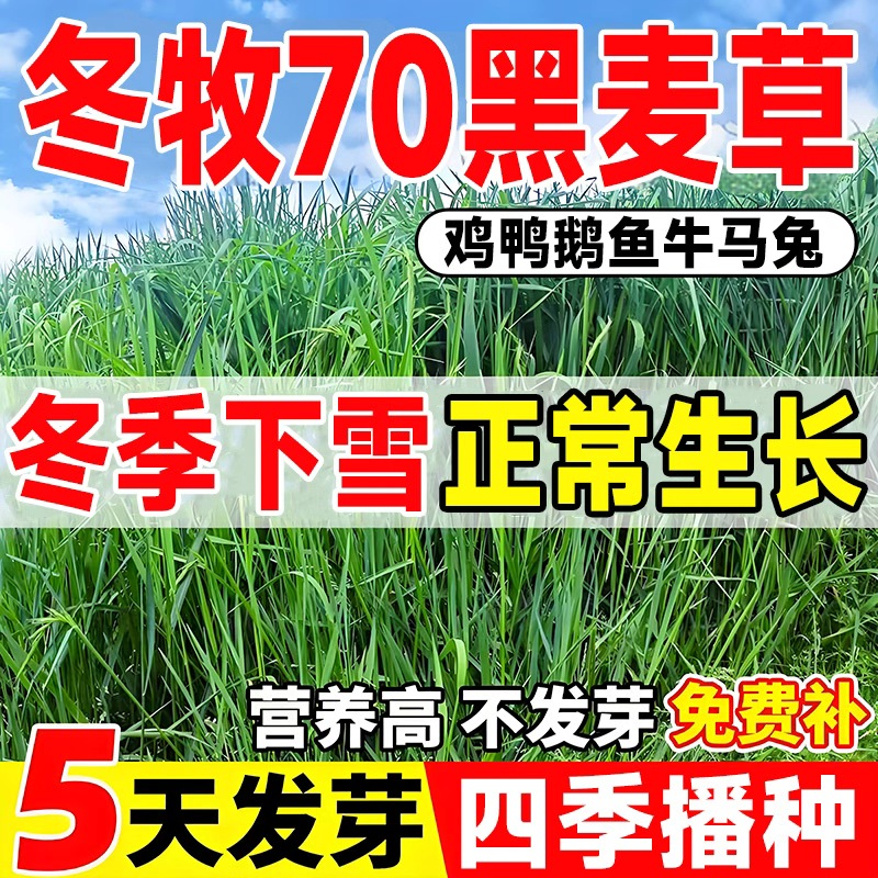 冬牧70黑麦草种子鱼草籽净种四季进口四倍体高产牧草种子牛羊猪兔