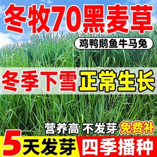 冬牧70黑麦草种子鱼草籽净种四季进口四倍体高产牧草种子牛羊猪兔