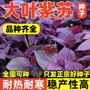 紫苏种子可食用双面红紫苏籽大叶紫苏种孑四季耐热阳台盆栽蔬菜种