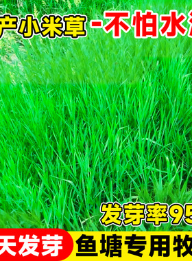 小米草种子养殖水草鱼虾蟹牧草种籽高产水草专用喂鱼草籽四季常青