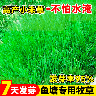 小米草种子养殖水草鱼虾蟹牧草种籽高产水草专用喂鱼草籽四季常青