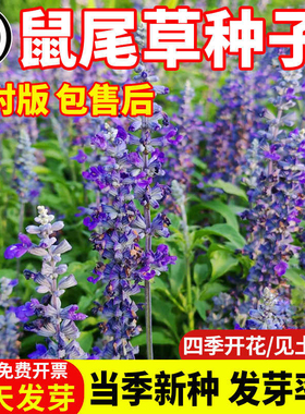 多年生鼠尾草种子蓝色蓝天鼠尾草种子蓝花鼠尾草四季景观花卉