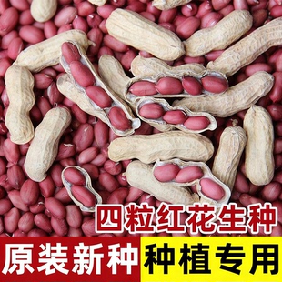 山东高产薄壳四粒红花生种子种籽苗黑带壳红皮花生米孑子大粒新鲜