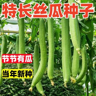 丝瓜种子本地农家四季高产特长香白皮棱角丝瓜新品种籽子蔬菜种子