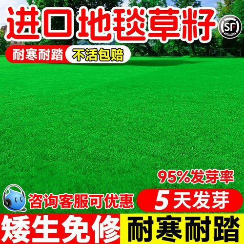 高尔夫地毯草种籽四季长青免修剪耐践踏高档草坪草籽矮生草皮种子