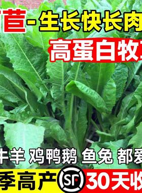 菊苣种籽大叶多年生喂猪菜种子牛羊鱼鸡鸭鹅爱吃的牧草种子兔子草
