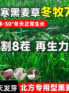 冬牧70黑麦草草籽牧草种子四季鱼草籽种喂猪牛羊鸡鸭鹅四倍体高产