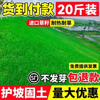 草坪草籽种子矮生绿化护边坡固土工程狗牙根高羊茅黑麦草四季常青