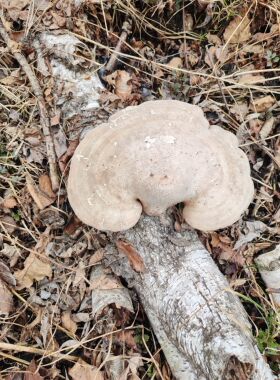 野生黑龙江白灵芝桦树灵芝500克