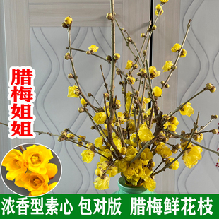 腊梅姐姐蜡腊梅鲜切花枝条水养插花卉浓香型鲜花带大花苞发货包邮