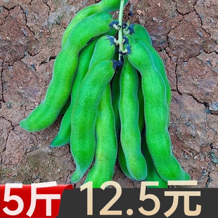 5斤新鲜农家狗爪豆狗古豆狗豆龙爪豆四川老虎豆广西猫豆狗找豆