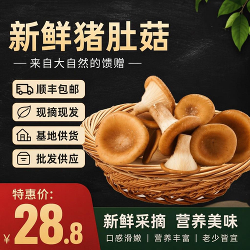 福建新鲜猪肚菇现摘现发