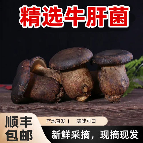 黑牛肝菌新鲜产地直发