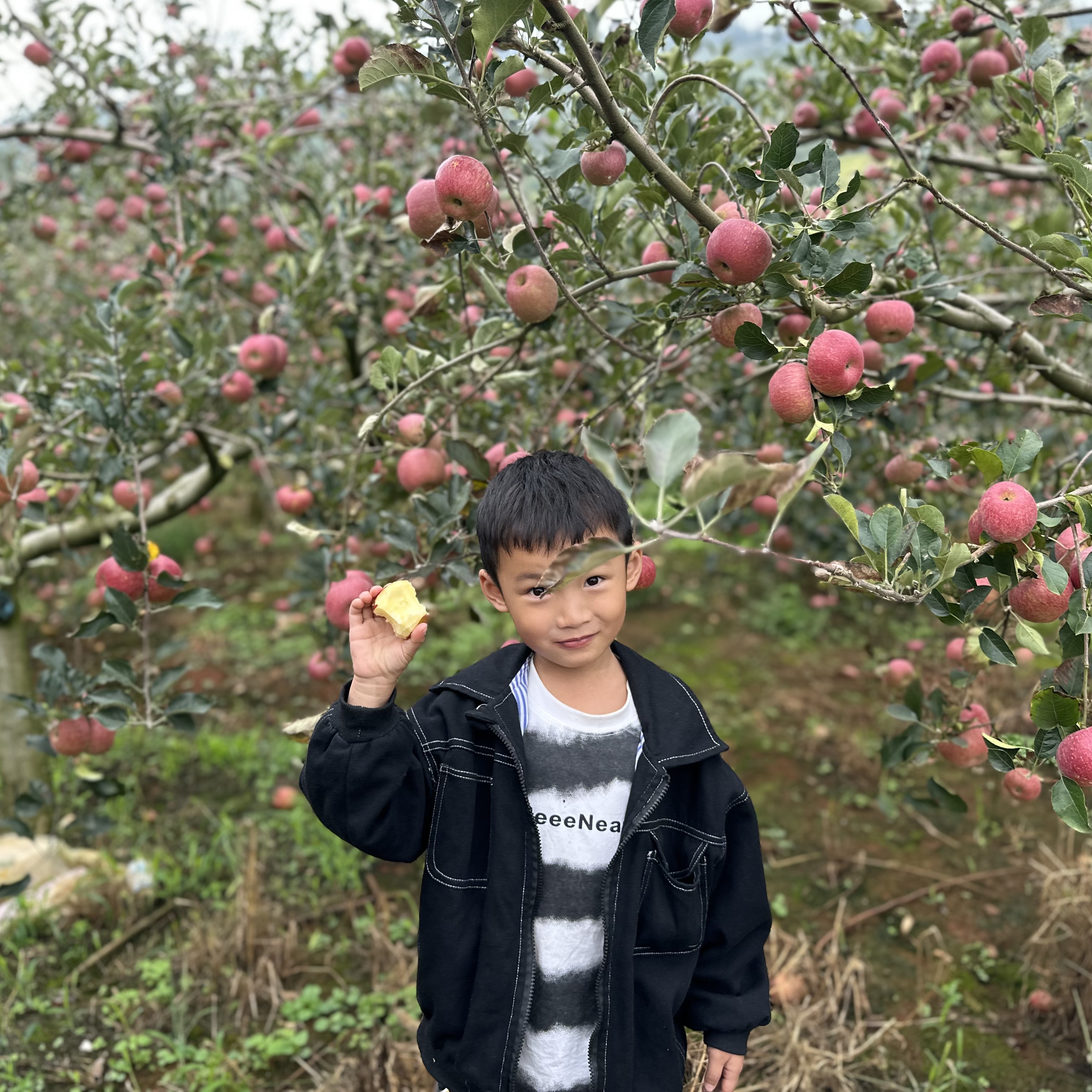 不打蜡西北勒半野生小苹果小又丑