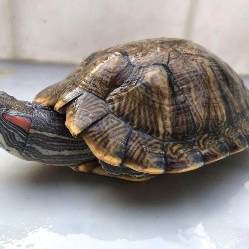 大鳄龟苗活体鳄鱼龟纯佛佛鳄刺鳄钓鱼龟乌龟食用鳄龟观赏特价出售