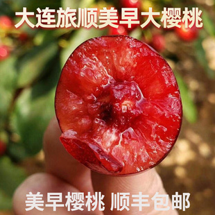 大连樱桃车厘子新鲜水果现货美早大樱桃现摘现发孕妇水果顺丰 包邮
