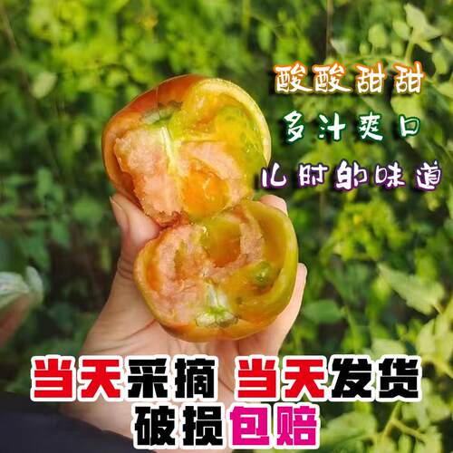正宗碱地柿子皮薄多汁番茄