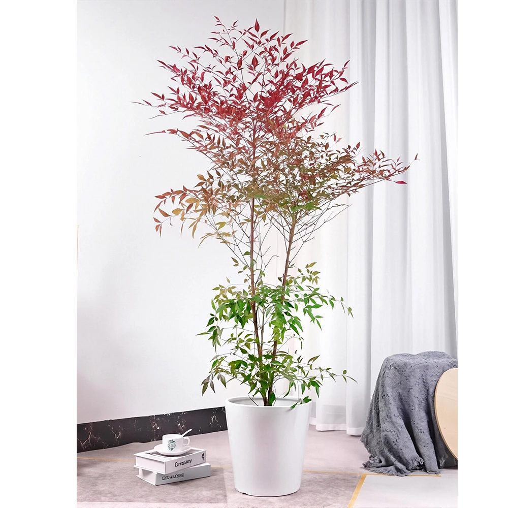 南天竹室内室外耐寒耐盆栽热南方北方四季常青新手小白好养活客厅,鲜花速递/花卉仿真/绿植园艺,绿植,淘宝优惠券,粉丝福利购,淘宝优惠卷